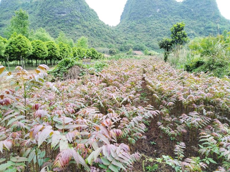 正宗桂林冬椿，四季香椿苗，反季节香椿栽培