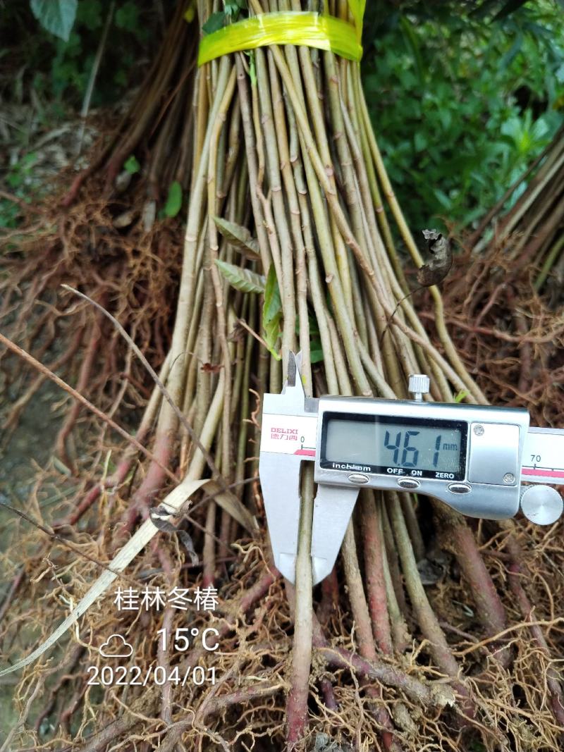 正宗桂林冬椿，四季香椿苗，反季节香椿栽培