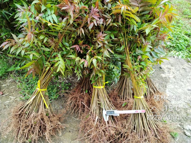 正宗桂林冬椿，四季香椿苗，反季节香椿栽培