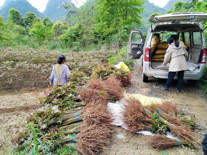 正宗桂林冬椿，四季香椿苗，反季节香椿栽培