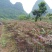 正宗桂林冬椿，四季香椿苗，反季节香椿栽培
