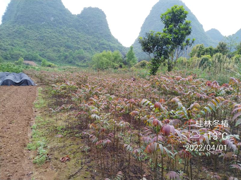 正宗桂林冬椿，四季香椿苗，反季节香椿栽培