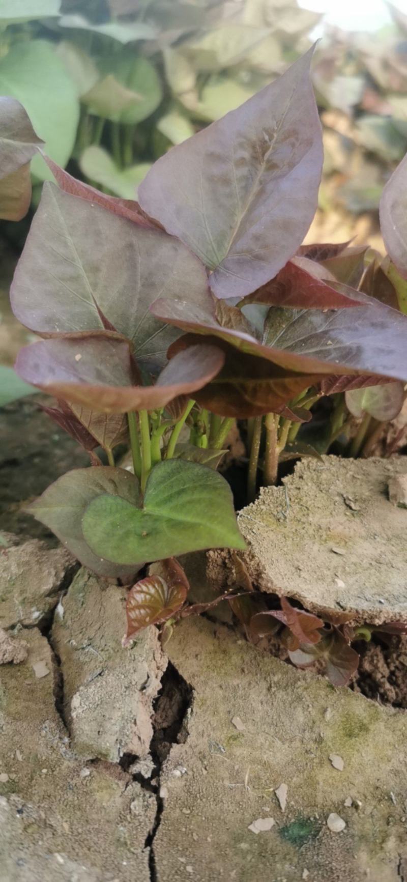 一代脱毒蜜薯苗烟薯苗含糖百分之四十脱毒红薯种苗全国发货