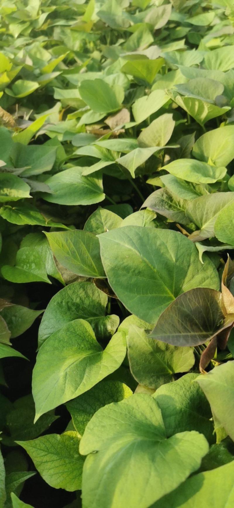 一代脱毒蜜薯苗烟薯苗含糖百分之四十脱毒红薯种苗全国发货