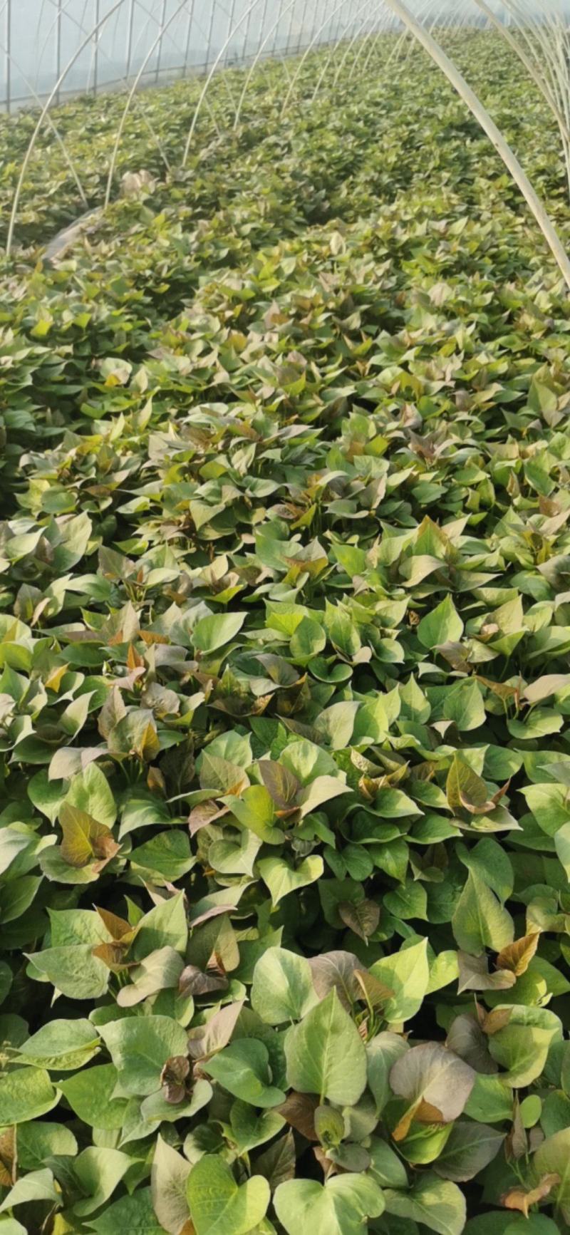 一代脱毒蜜薯苗烟薯苗含糖百分之四十脱毒红薯种苗全国发货
