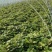 一代脱毒蜜薯苗烟薯苗含糖百分之四十脱毒红薯种苗全国发货