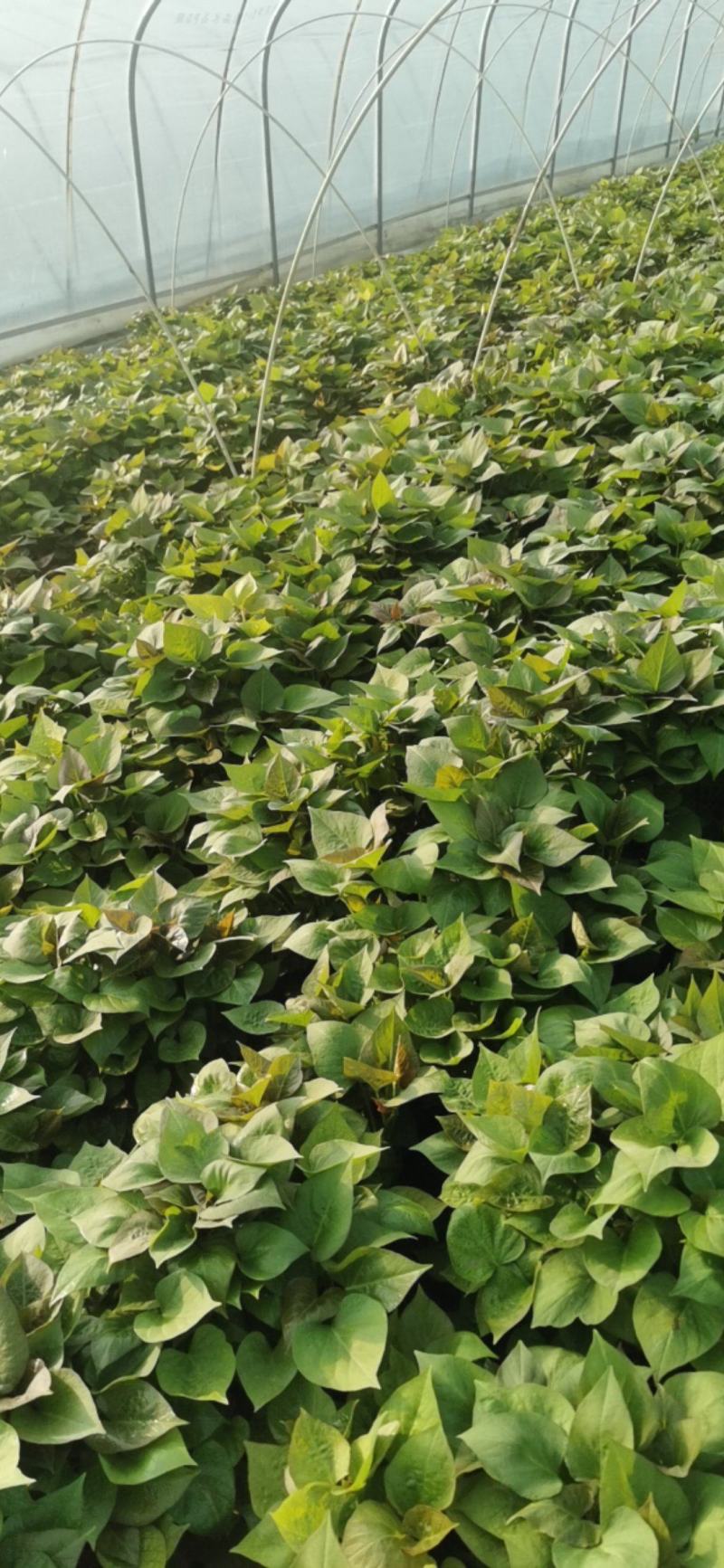 一代脱毒蜜薯苗烟薯苗含糖百分之四十脱毒红薯种苗全国发货