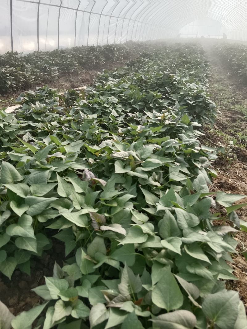 脱毒原种红薯苗，商薯19