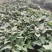 脱毒原种红薯苗，商薯19
