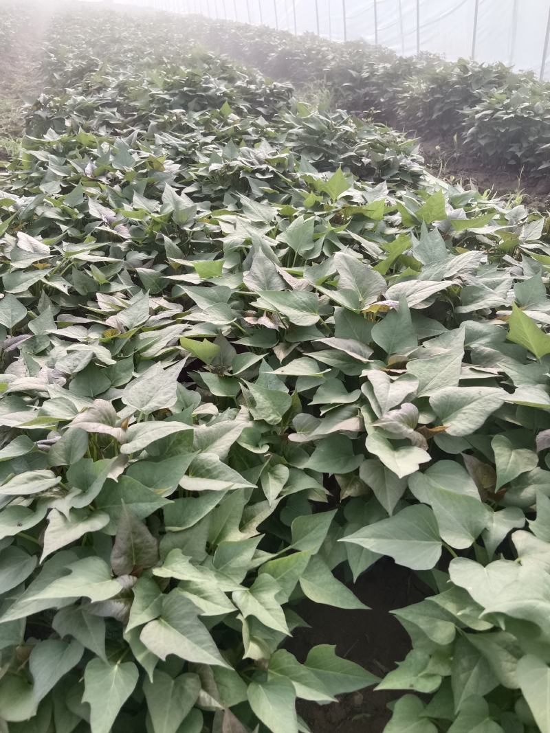 脱毒原种红薯苗，商薯19