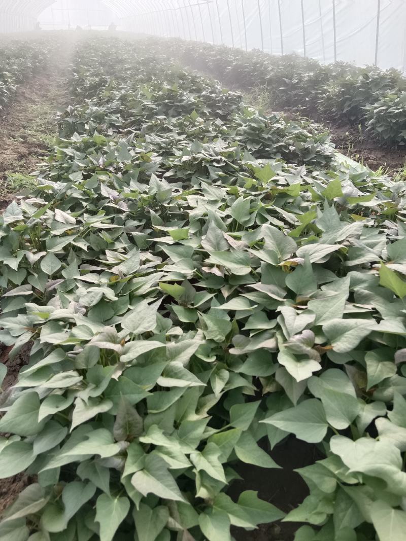 脱毒原种红薯苗，商薯19
