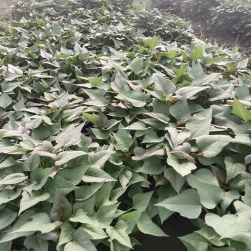 脱毒原种红薯苗，商薯19