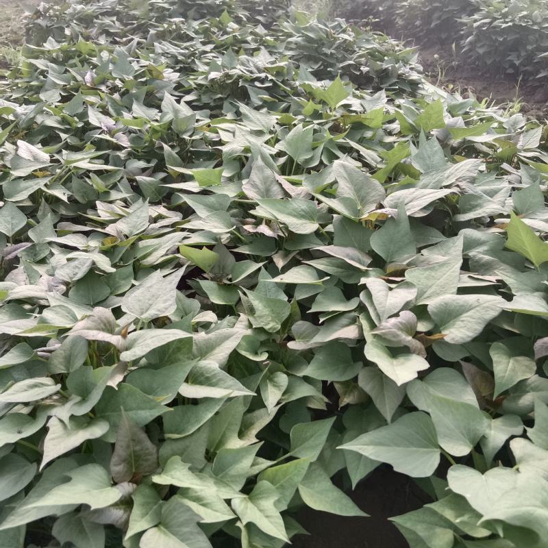 脱毒原种红薯苗，商薯19