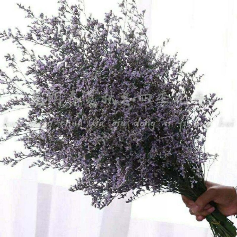 情人草一斤云南鲜花直发配草配花情人草干花鲜花批发零售