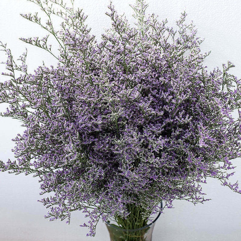 情人草一斤云南鲜花直发配草配花情人草干花鲜花批发零售