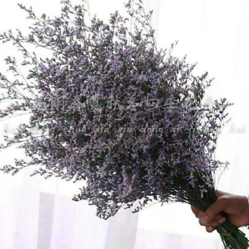 情人草一斤云南鲜花直发配草配花情人草干花鲜花批发零售