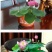 包邮无孔水培荷花盆加厚大加大仿陶瓷塑料花盆碗莲睡莲盆批发