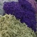 勿忘我干花批发云南鲜花按斤卖可一件代发社区团购平台对接