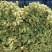 勿忘我干花批发云南鲜花按斤卖可一件代发社区团购平台对接