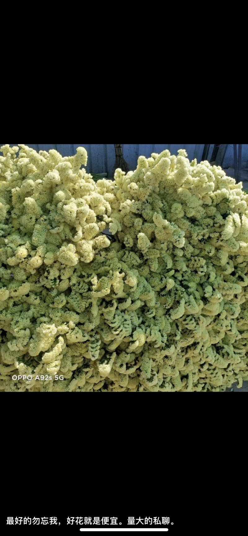 勿忘我干花批发云南鲜花按斤卖可一件代发社区团购平台对接