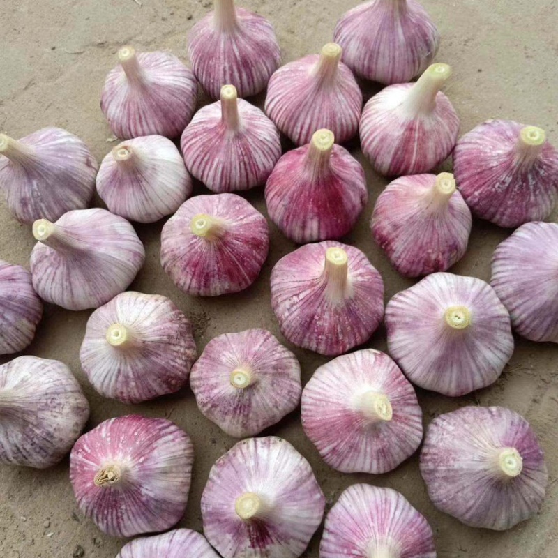 出口级大蒜