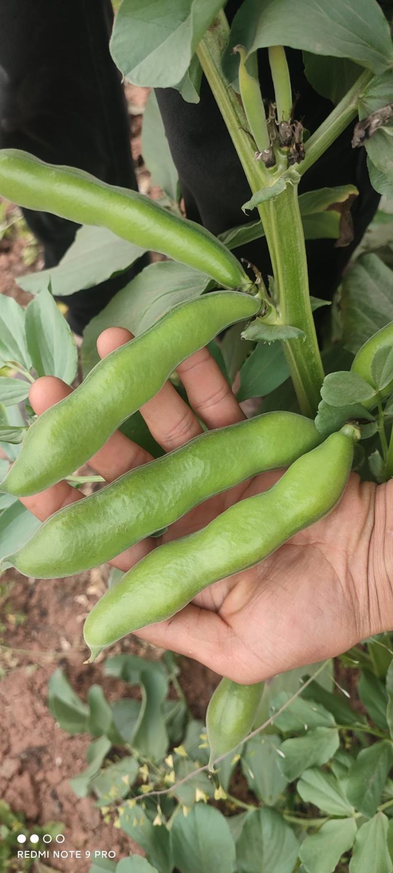 蚕豆，大青蚕豆，品蚕大把有货，接全国客商，诚信经营