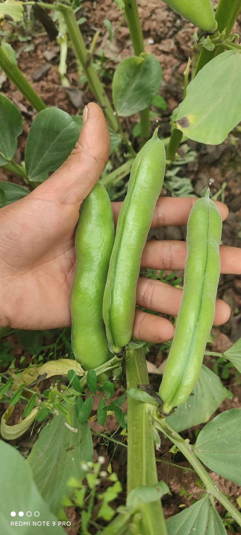 蚕豆，大青蚕豆，品蚕大把有货，接全国客商，诚信经营