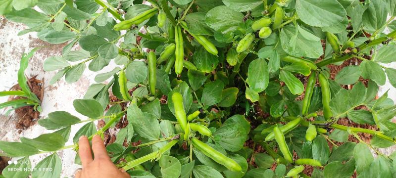 蚕豆，大青蚕豆，品蚕大把有货，接全国客商，诚信经营