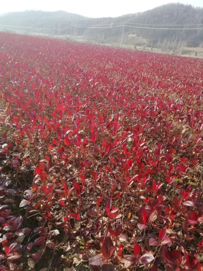 红叶李红叶李地苗杯苗红叶李小苗规格齐全