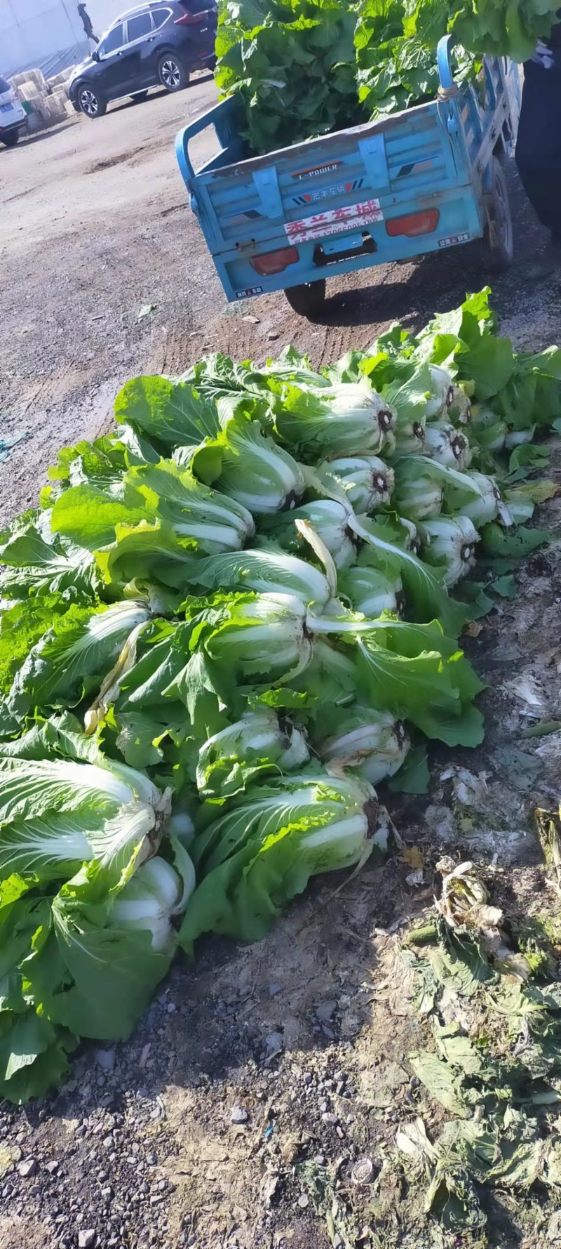 精品大白菜*产地货源*品质保证*代发各大商超市场