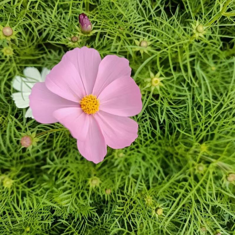 优质波斯菊，自家基地直发，量大优惠质量保证