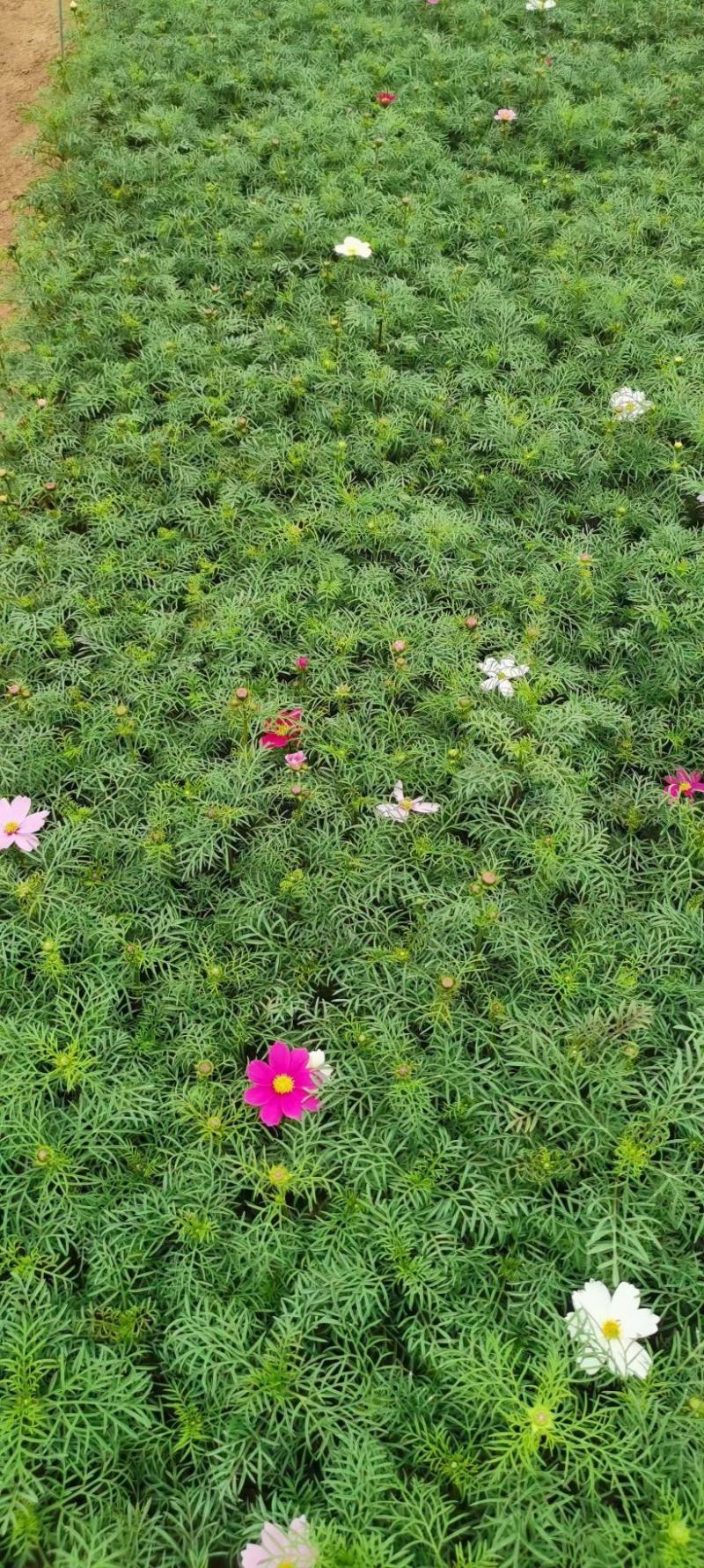 优质波斯菊，自家基地直发，量大优惠质量保证