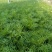 优质波斯菊，自家基地直发，量大优惠质量保证