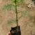 优质波斯菊，自家基地直发，量大优惠质量保证