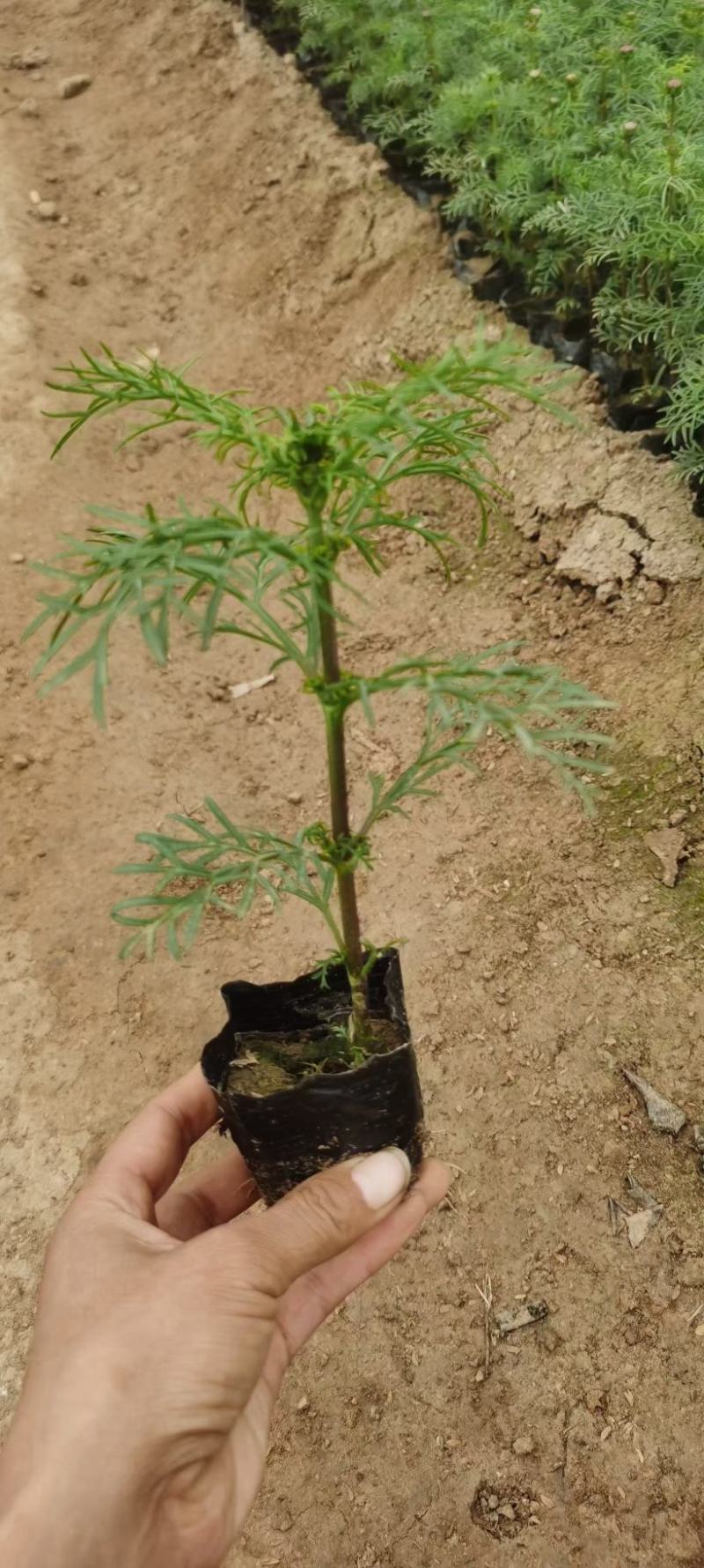 优质波斯菊，自家基地直发，量大优惠质量保证