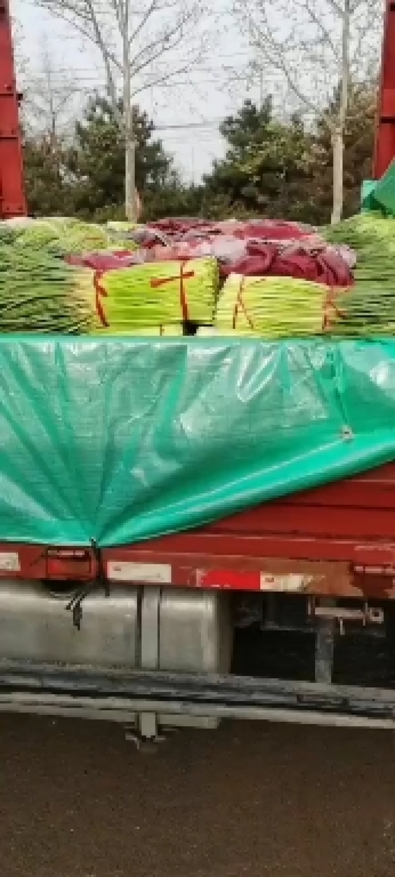 【商品推荐】红帽蒜薹！七尺长带红帽！支持加工！产地供货！