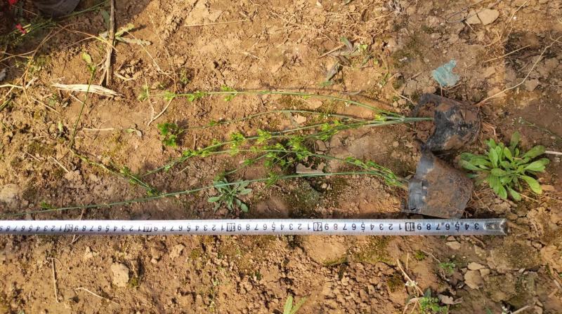 迎春花苗连翘苗绿化用，种植基地，基地直发，质量保证
