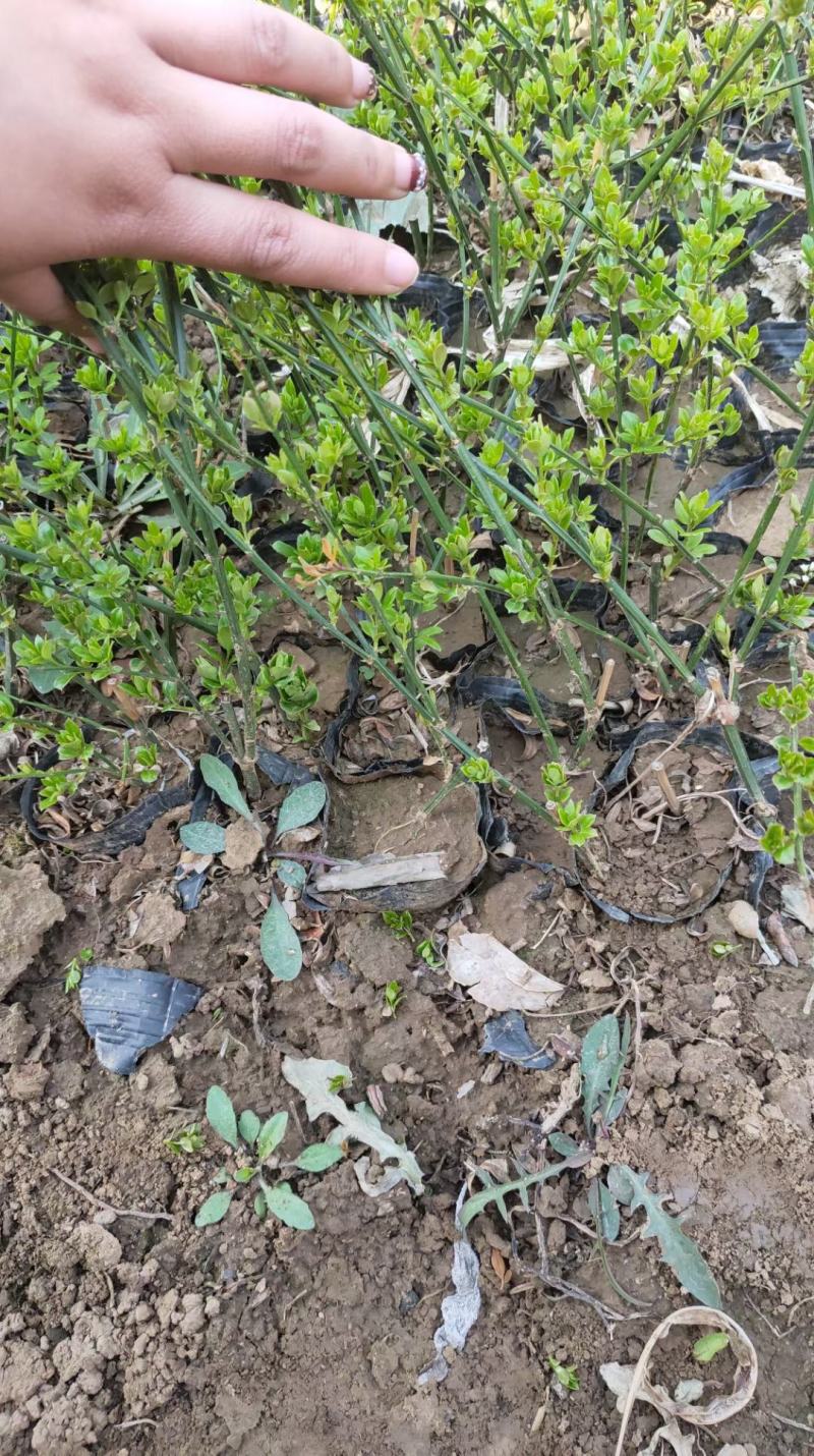 迎春花苗连翘苗绿化用，种植基地，基地直发，质量保证