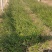 迎春花苗连翘苗绿化用，种植基地，基地直发，质量保证