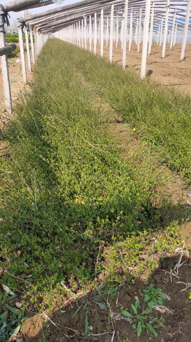 迎春花苗连翘苗绿化用，种植基地，基地直发，质量保证