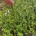 迎春花苗连翘苗绿化用，种植基地，基地直发，质量保证