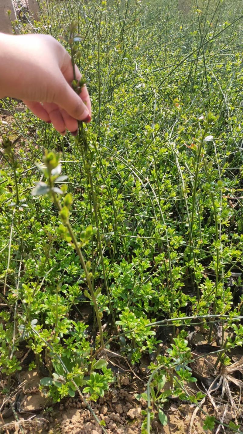 迎春花苗连翘苗绿化用，种植基地，基地直发，质量保证