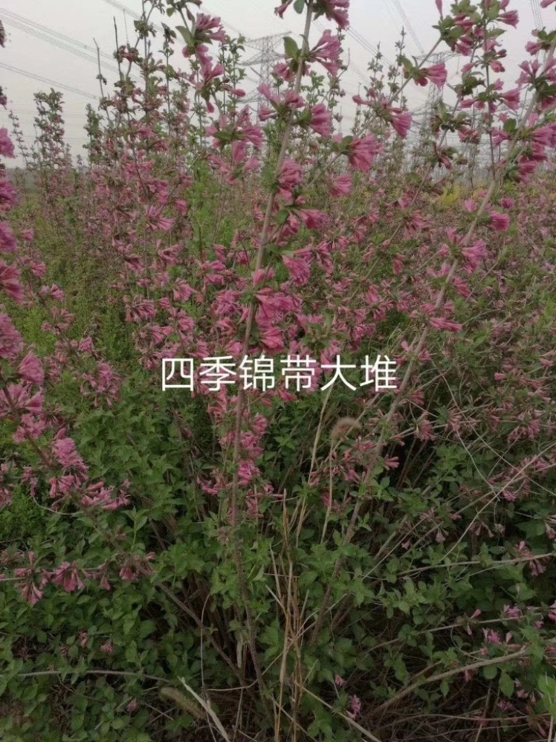 红王子锦带四季锦带小苗大苗规格齐全量大
