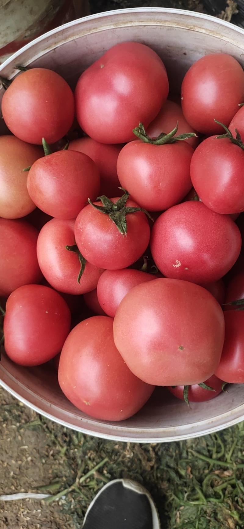 大量现货硬粉西红柿质量保证量大从优欢迎来电咨询