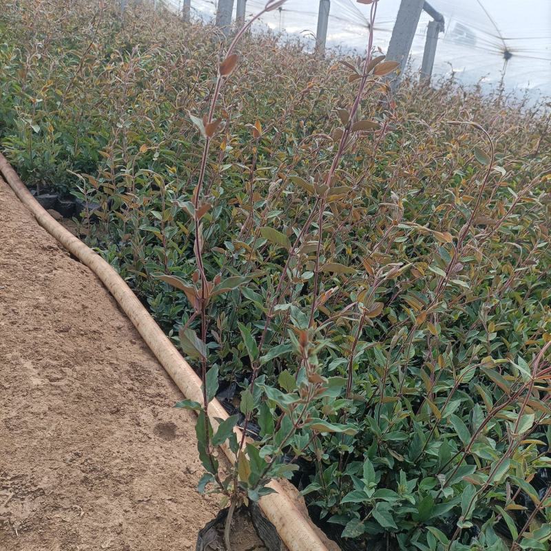 金银花，红花金银花，忍冬，藤本植物基地！