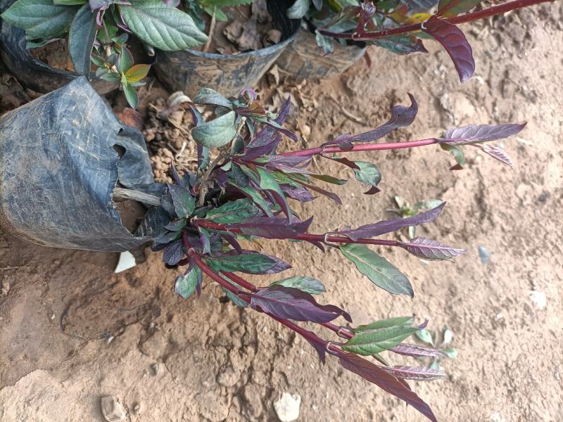 金银花，红花金银花，忍冬，藤本植物基地！