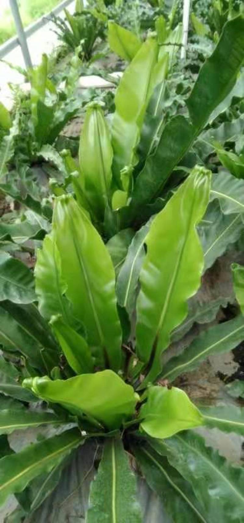 山苏菜