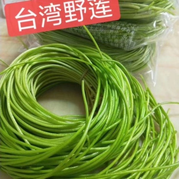 台湾野莲