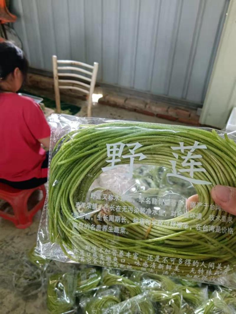台湾野莲