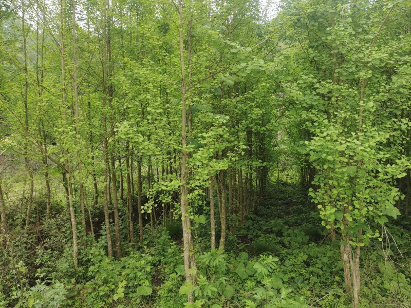 银杏树5-6公分，处理了